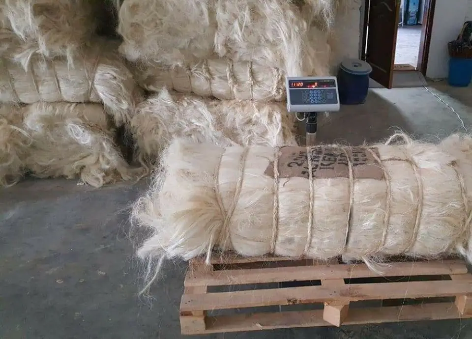 Natural Sisal Fiber1.jpg
