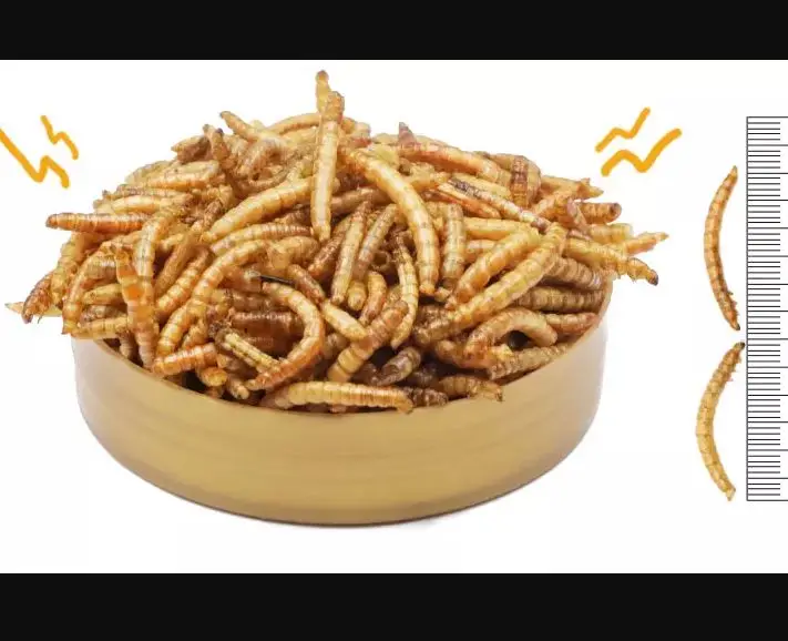 MEALWORM 11.JPG