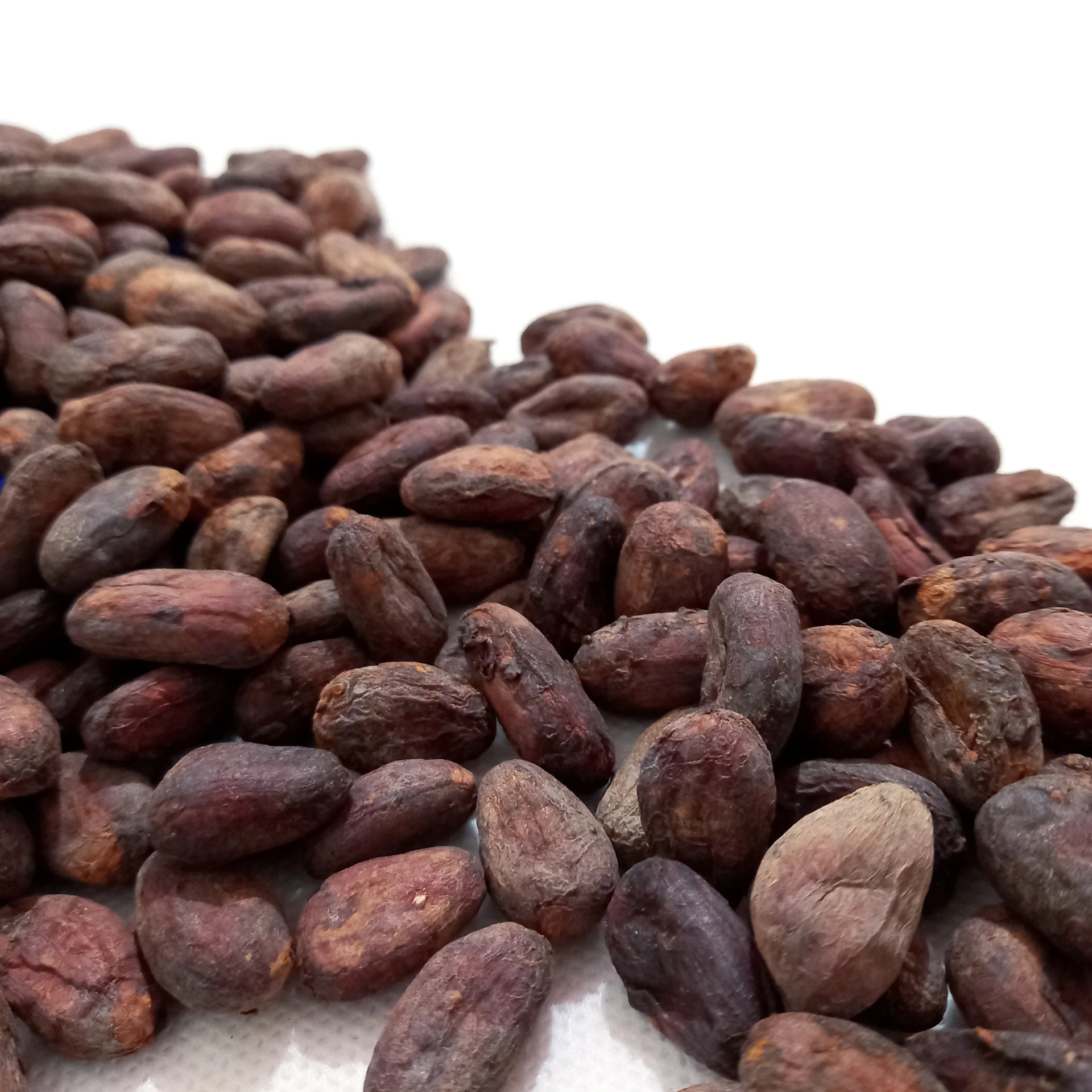 Какао гурманы какао бобы из Германии-программа CacaoTrace