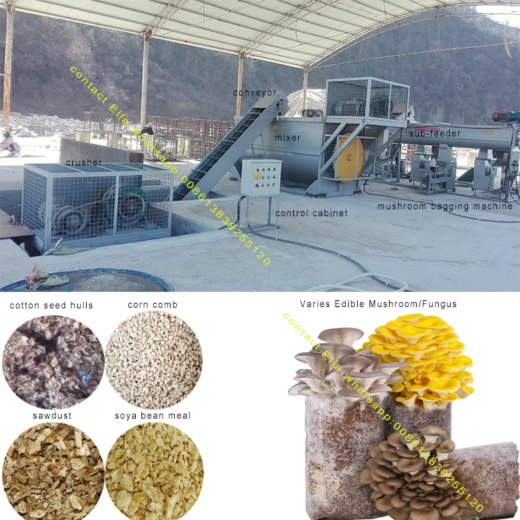 mushroom production line.jpg