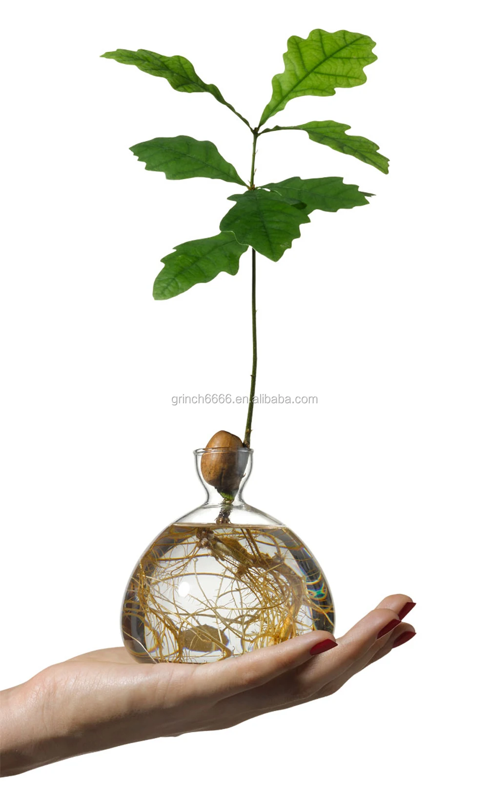 
Авокадо ваза желудь семян стартер Плантатор горшок авокадо дерево растет стеклянные вазы расти авокадо и дуб деревом в домашних условиях 
