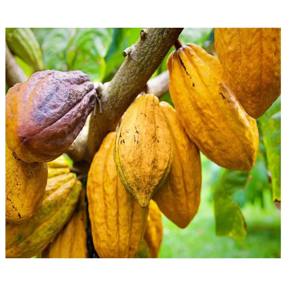 
 Хит продаж, высококачественные органические сушеные какао бобы  