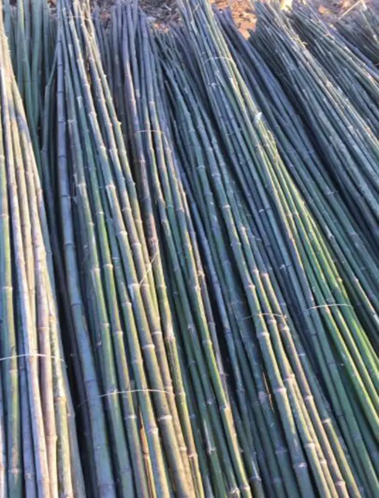 
Сухие обработанные бамбуковые стойки для продажи 