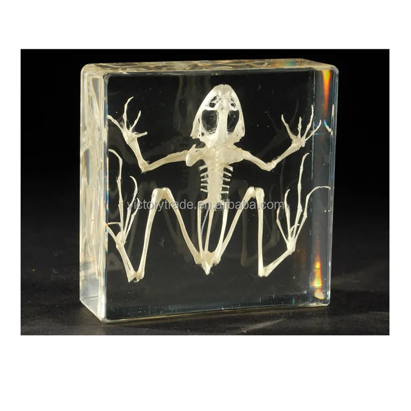 Frog skeleton 2.jpg