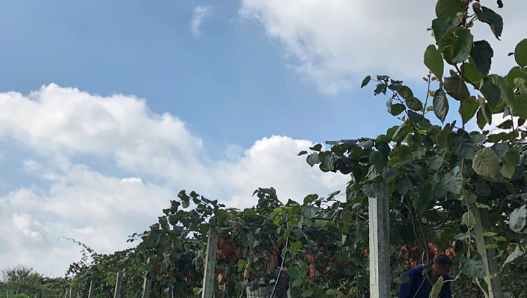 Farm Supply Quality Fresh Kiwi Fruit Picked In 2019 July. Aug.