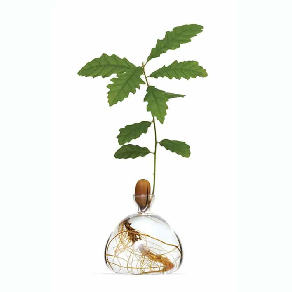 
Авокадо ваза желудь семян стартер Плантатор горшок авокадо дерево растет стеклянные вазы расти авокадо и дуб деревом в домашних условиях 