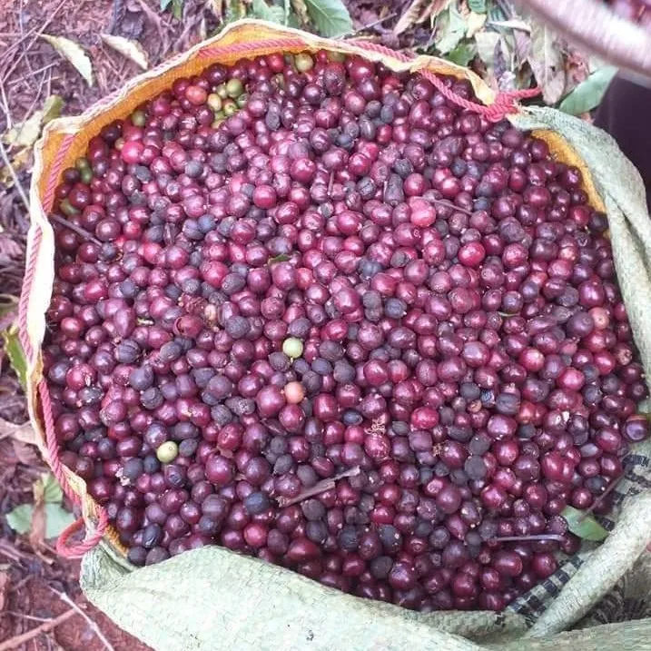 
 Кофе в зернах Robusta Vietnam 98% зрелое чистое 12.5% максимальное увлажнение кофейные зерна жареные  