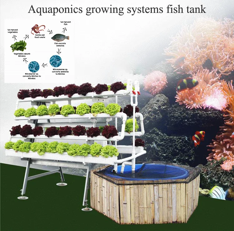 
Аквариумные рыболовные фермы, теплицы, гидропоника, аквариумная система для выращивания рыбы, аквариумные для рыб и овощей 