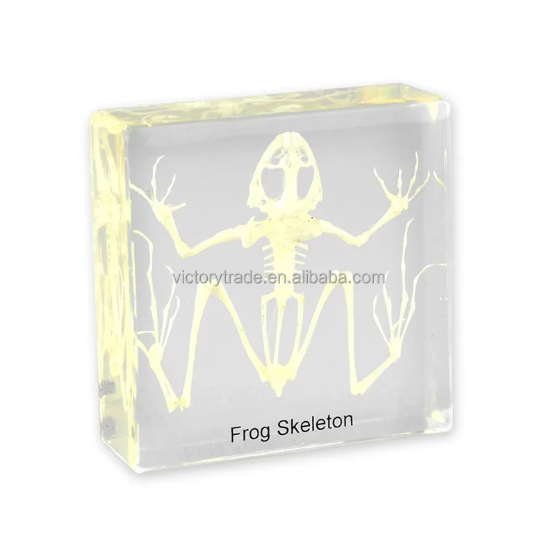 Frog skeleton.jpg