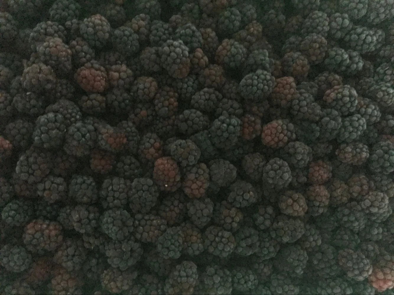 Grade A blackberry
