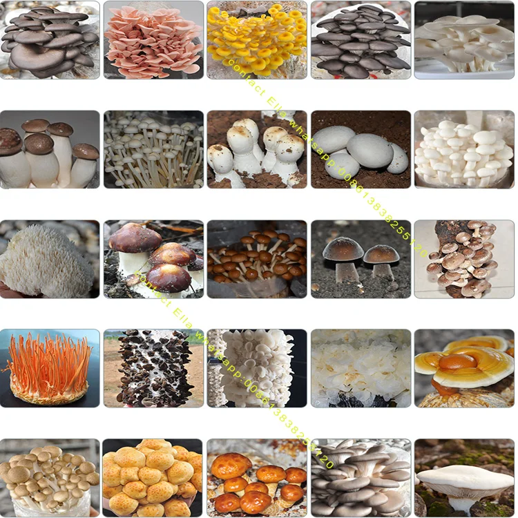 mushroom production line2.jpg