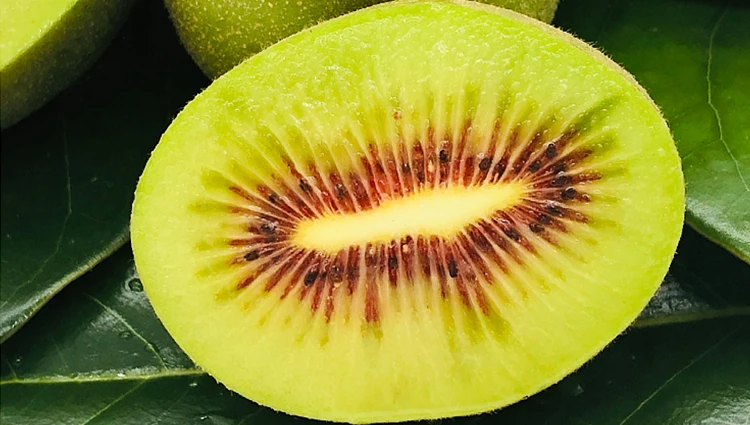 Farm Supply Quality Fresh Kiwi Fruit Picked In 2019 July. Aug.