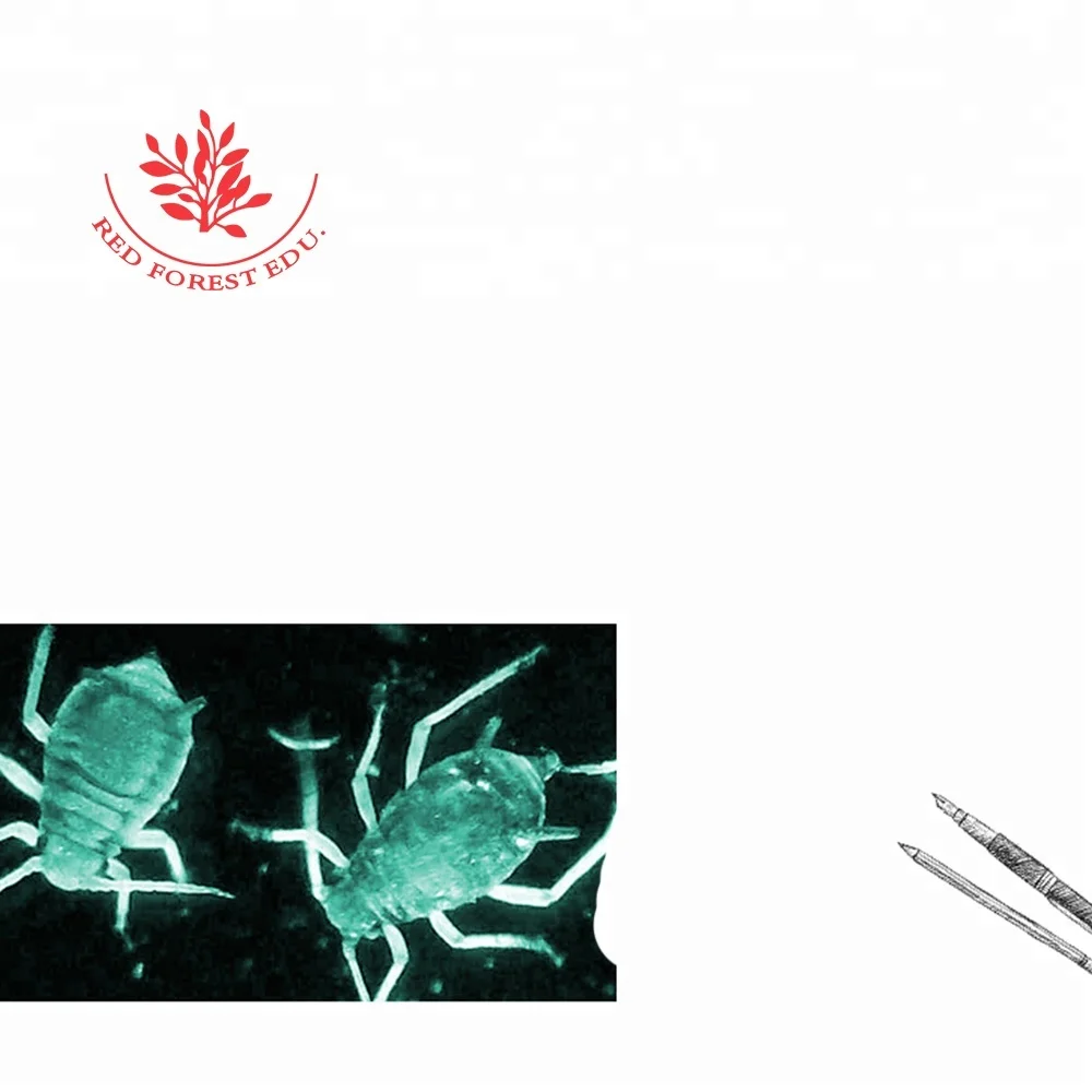 Крошечные животные verfluent Aphiswhole насекомые постоянные слайды