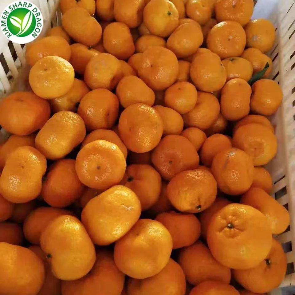 Свежие фрукты мандарина по оптовой цене