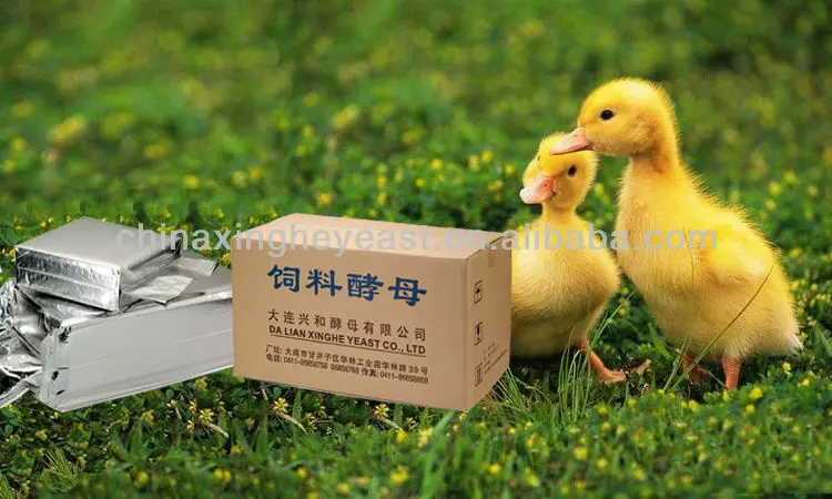 3_20100519090543duck