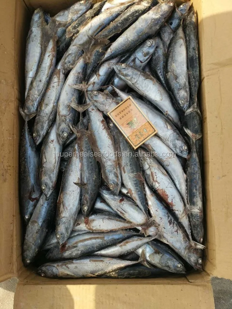 Frozen Bonito Tuna 150-200g For Philipines/Indonesia Market