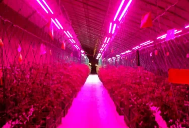 Grow LED Tube light