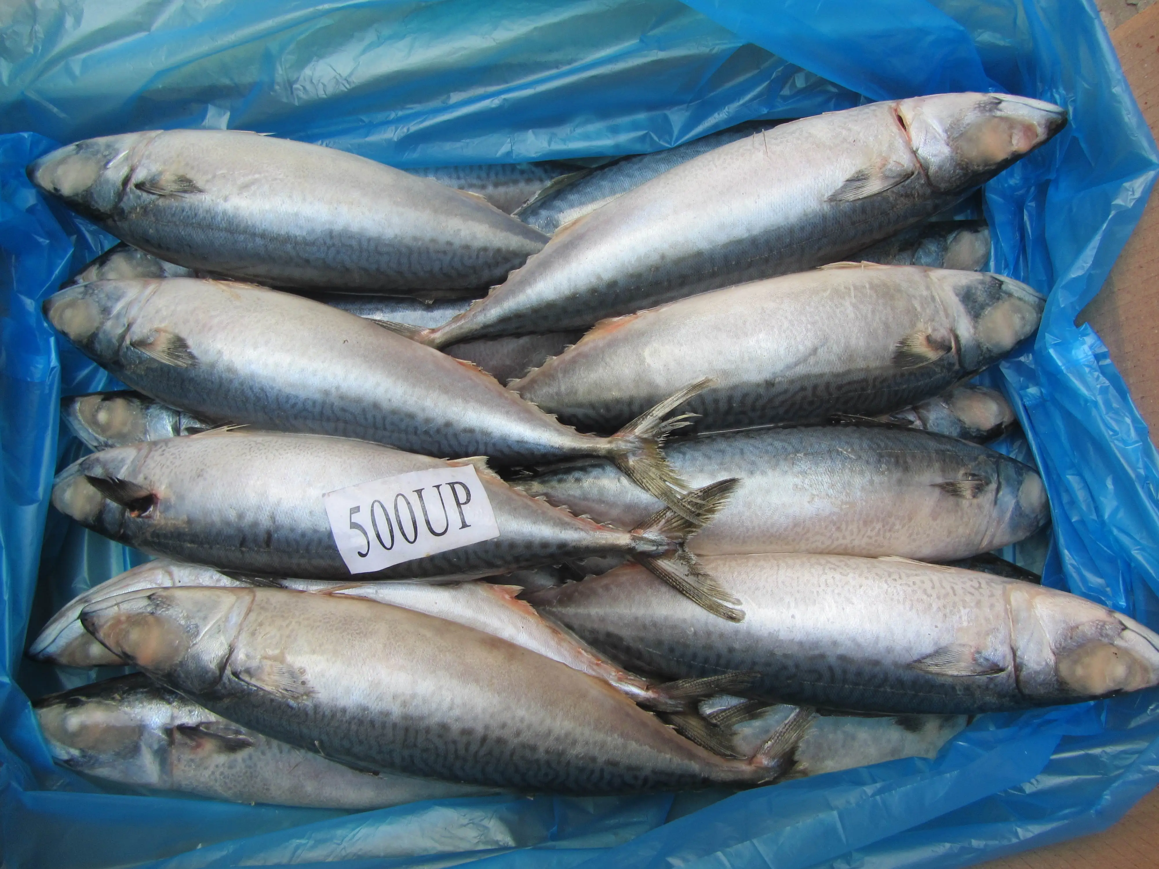 
 Скумбрия атлантическая Scomber, замороженная североморская рыба из Намибии, фабрика по переработке рыбы, Морская рыбалка, кепет, Томсон, лучший  