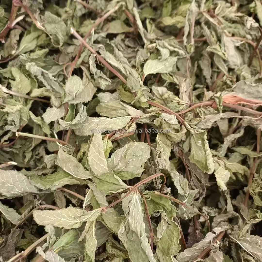 Spearmint (2).jpg