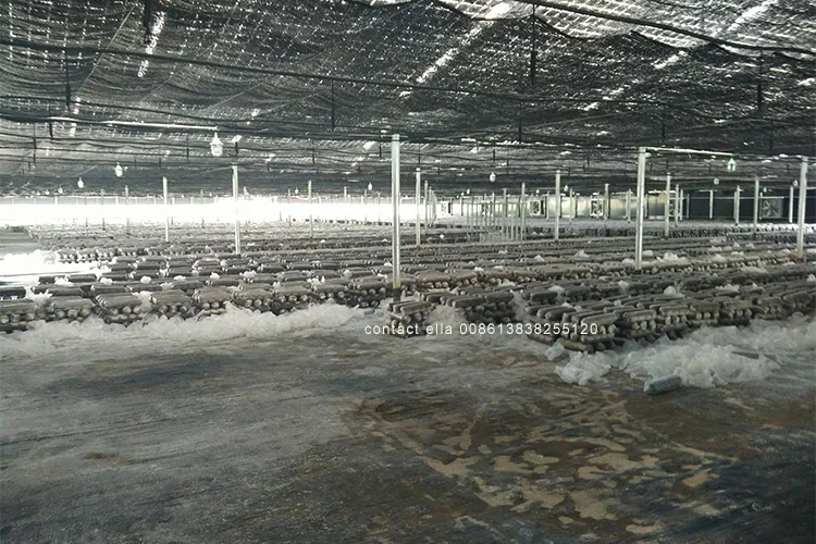 mushroom bagging10.jpg