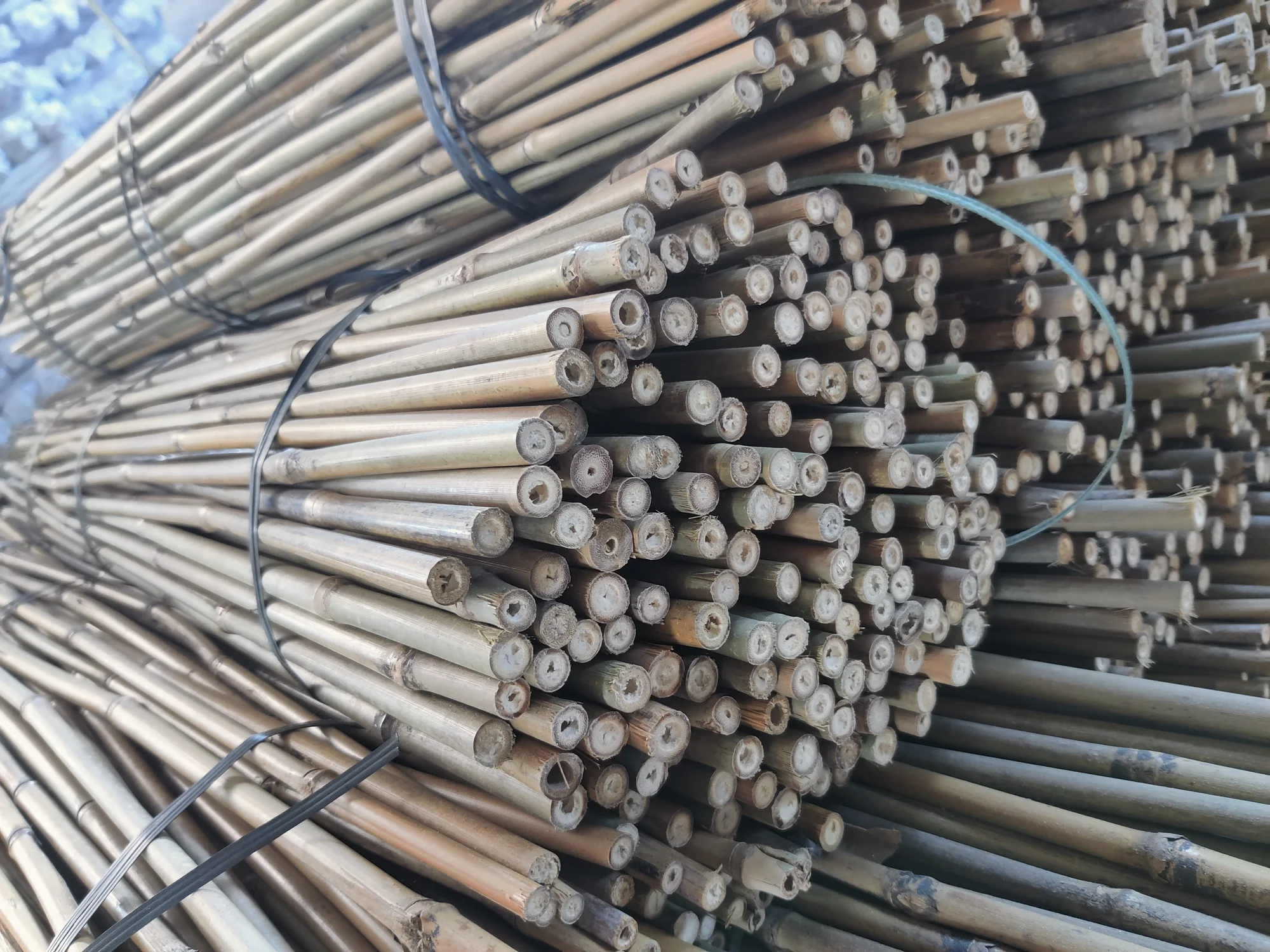 Бамбуковые палочки по лучшей цене широко используются для посадки или поддержки винограда