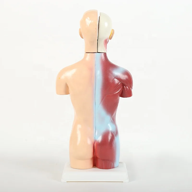 
Высококачественная модель человеческого торса высотой 45 см, мягкая пластиковая модель для обучения, человеческий тело 