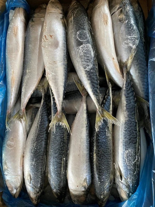 
 Скумбрия атлантическая Scomber, замороженная североморская рыба из Намибии, фабрика по переработке рыбы, Морская рыбалка, кепет, Томсон, лучший  