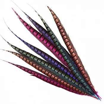 
Длинный размер и красивые крашеные перья фазана для дизайна костюмов 