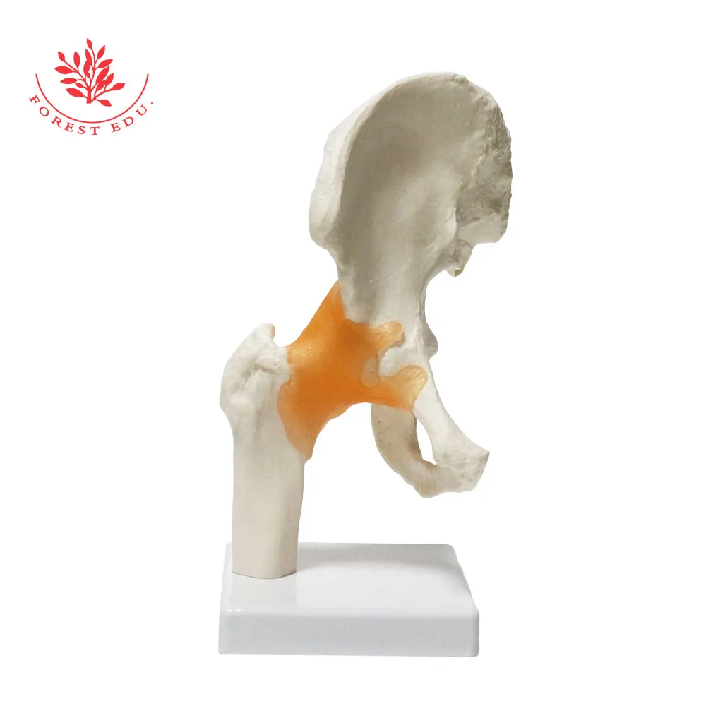 2 Human hip joint model.jpg