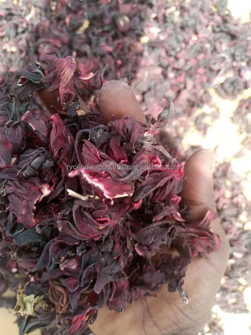 hibiscus (12).jpeg