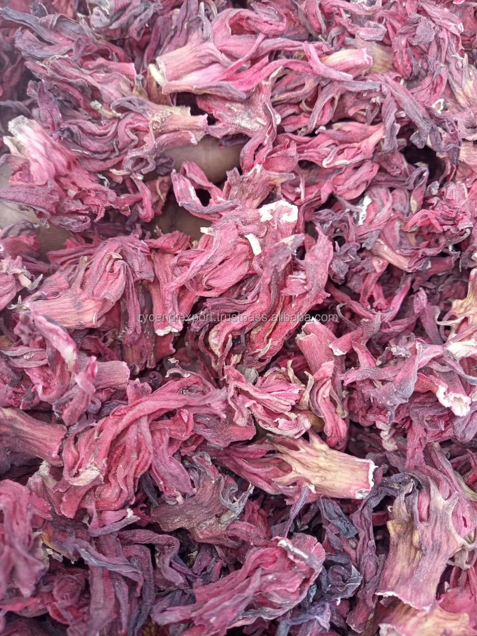 hibiscus (1).jpeg