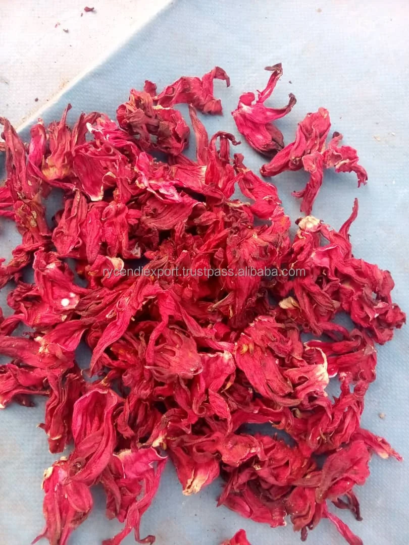 hibiscus (10).jpeg