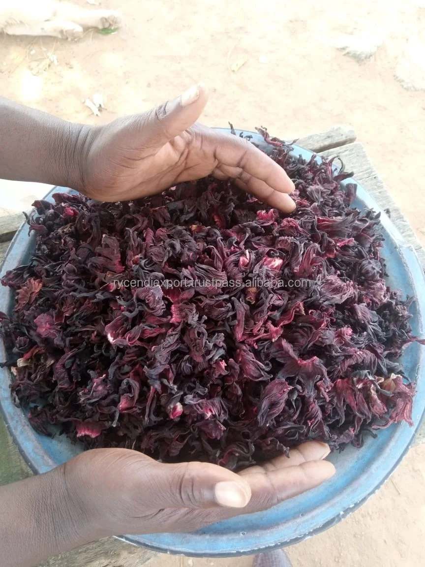 hibiscus (4).jpeg