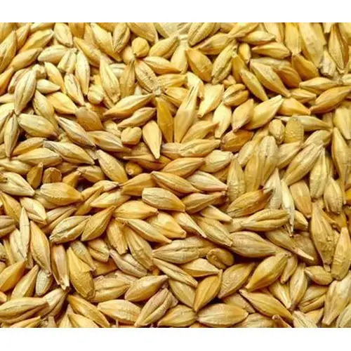 
 Ячмень для продажи, кормовые семена ячменя и ячменя для продажи, высококачественные Ячменные зерна для корма животных/зерна ячмени оптом  