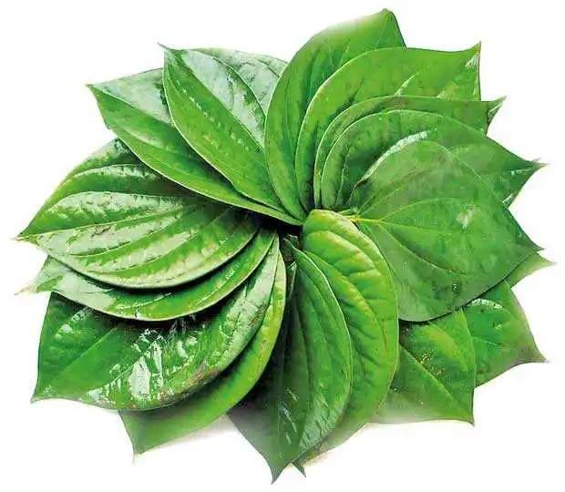 Свежие листья бетила, высокое качество, оптовая продажа, чистые листья бетила из бангладеш