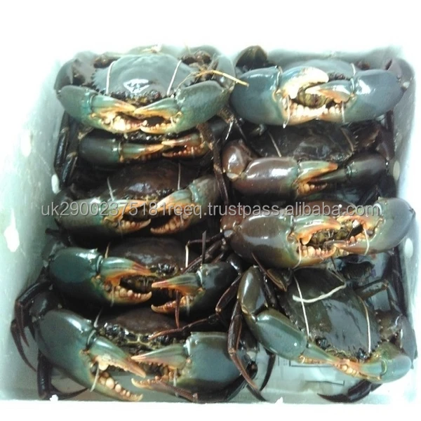 crab15.jpg