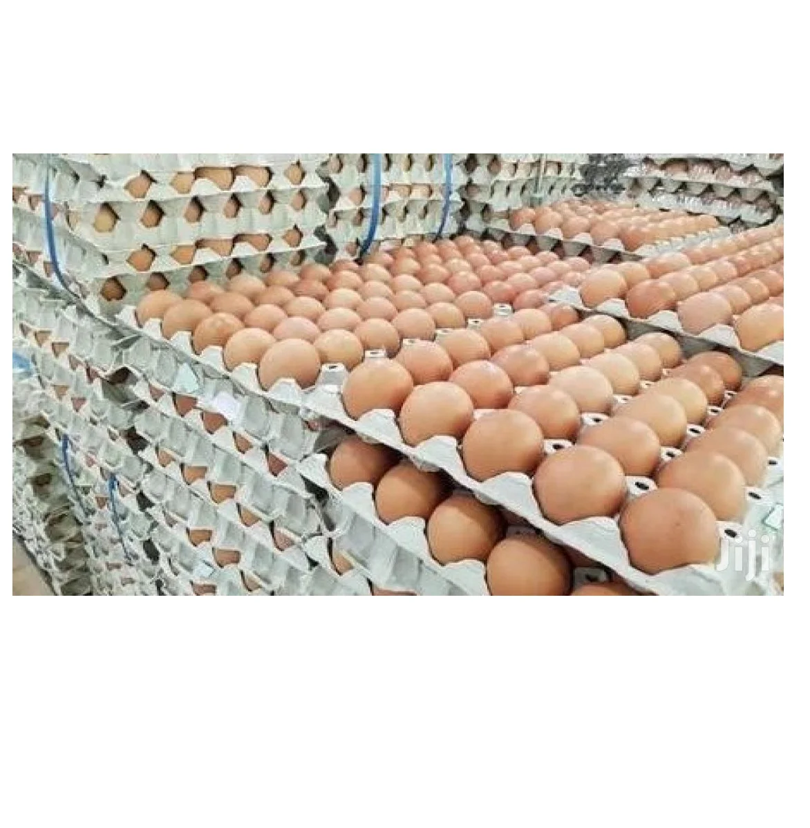 Оптовая продажа, яйцо, органическое, лучшее качество, Турция, ISO, халяль