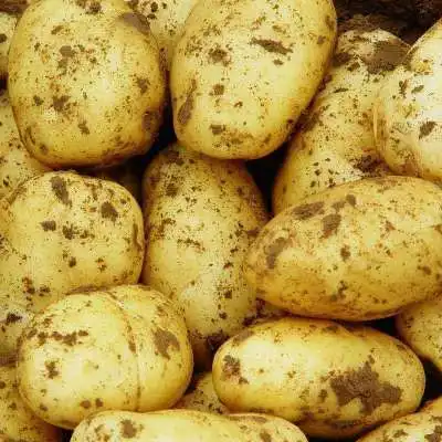 Дешевый органический свежий картофель желтого цвета оптом экспорт картофеля