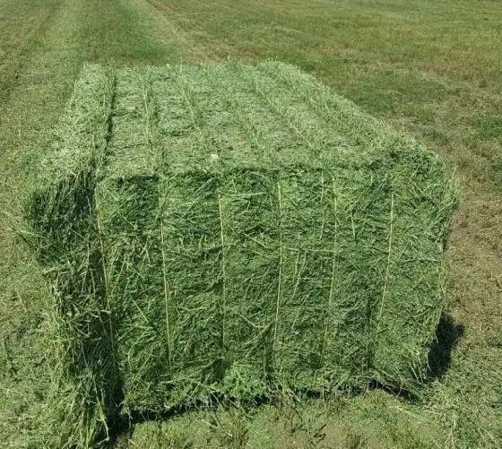 
 Natural Cattle Alfalfa Hay Animal Feed for sale  