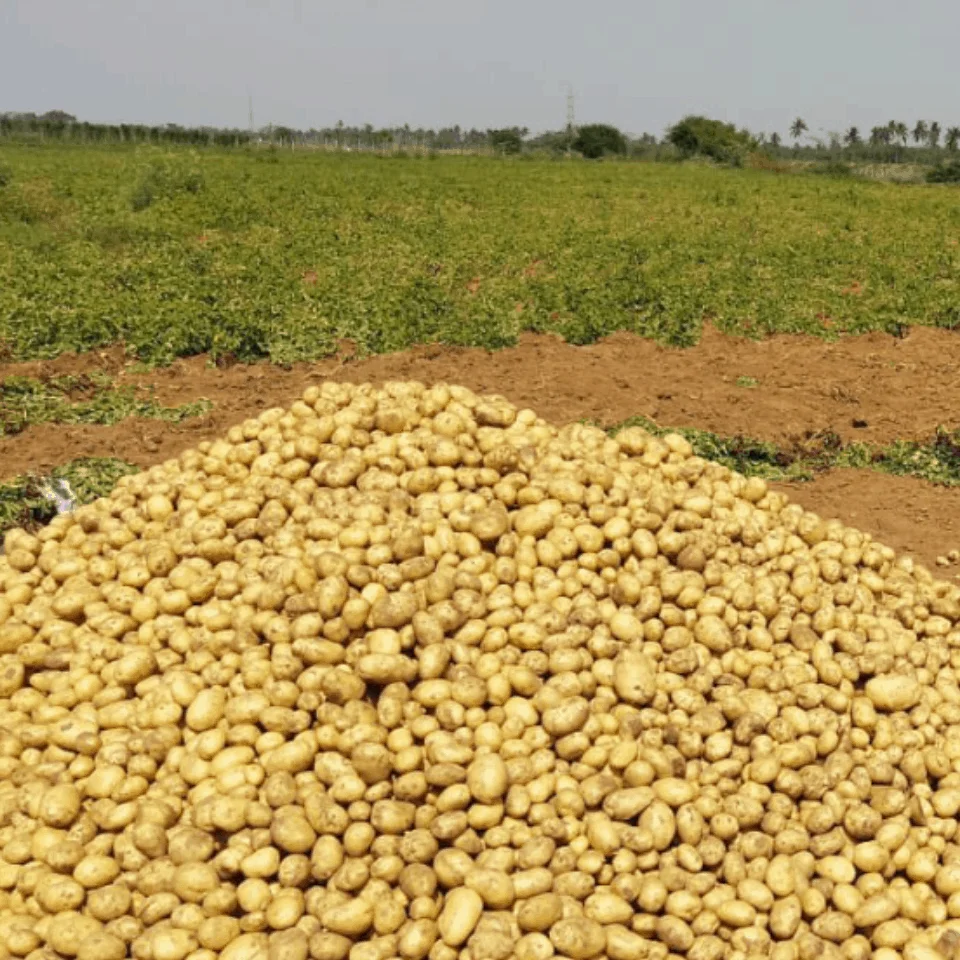 Недорогой 100% органический свежий картофель, гранильный картофель желтого цвета, картофель, овощи из бангладеш