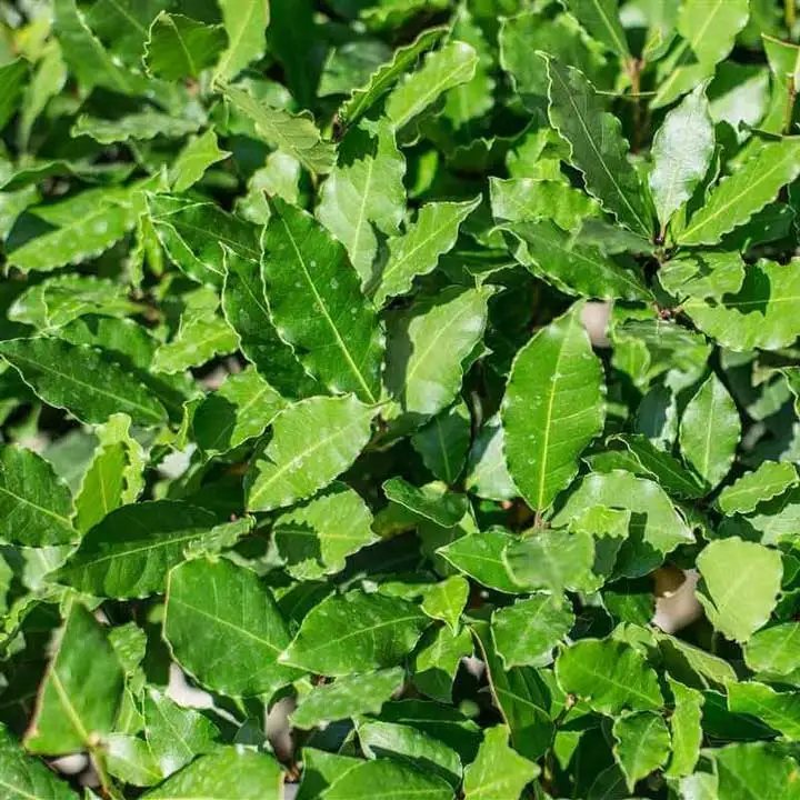 Органические сушеные травы Бэй листья дегидратированные специи приправы Сделано в