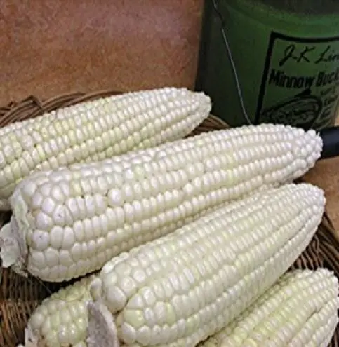
Высший сорт 1 желтозерная Кукуруза & белая кукуруза/Кукуруза для человека и корм для животных 