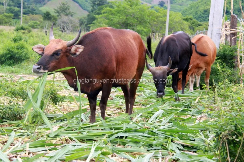 Слон Гра, трава Бана, Сено/корм для коров/отгустная корова