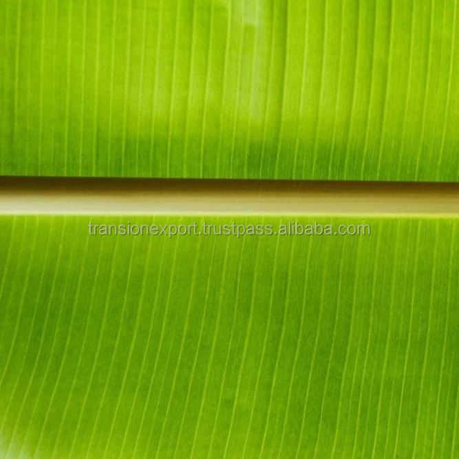 Свежий банановый лист