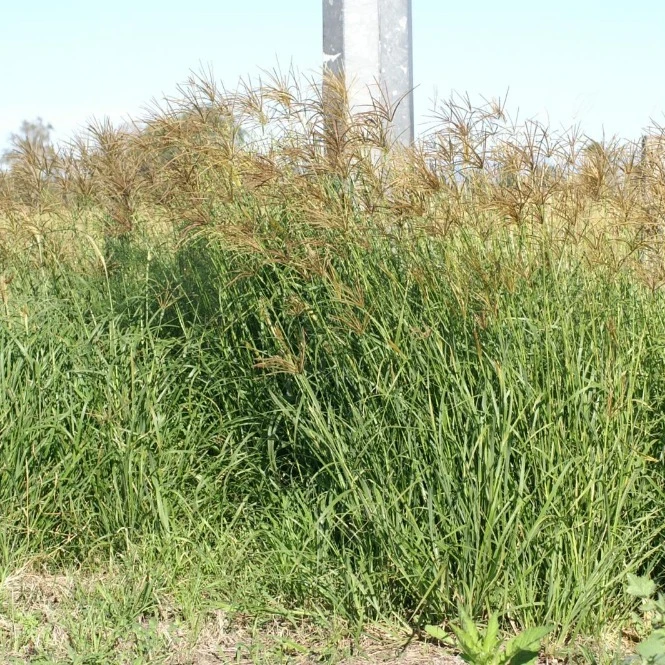 Rhodes-grass-hay.jpg