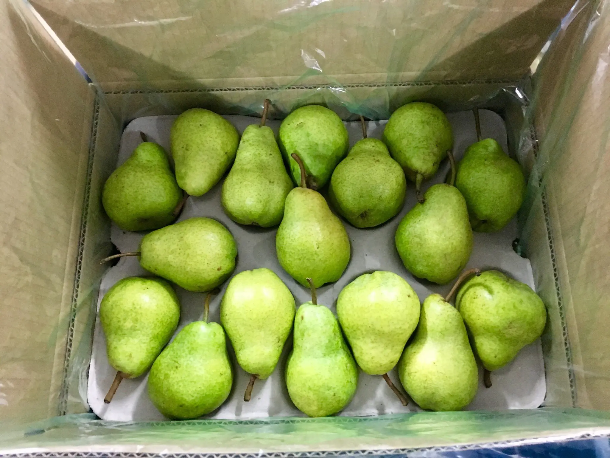 william pears.jpg