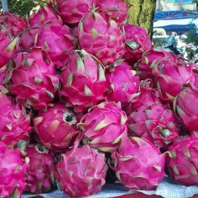 
FROZEN DRAGON FRUIT/PATAYA FOR SALES - competitive price 