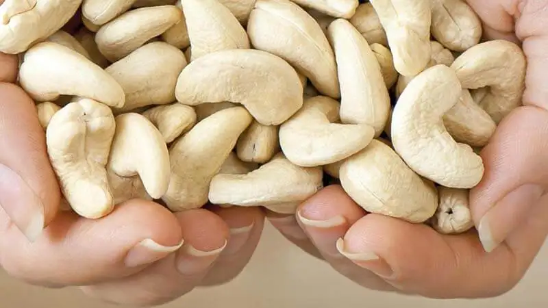 Оптовая продажа 100% натуральные недобавочные необработанные орехи кешью здоровые для еды и напитков по конкурентоспособной