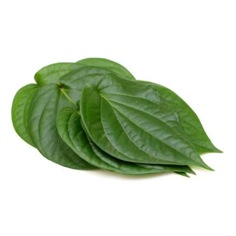 Свежие листья бетила, высокое качество, оптовая продажа, чистые листья бетила из бангладеш