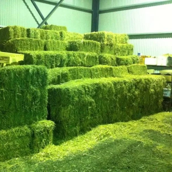 Alfalfa pellets and lucerne hay for feeding farm animals.jpg